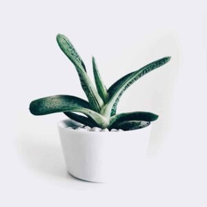 plant3-free-img Boncellensis Secullant